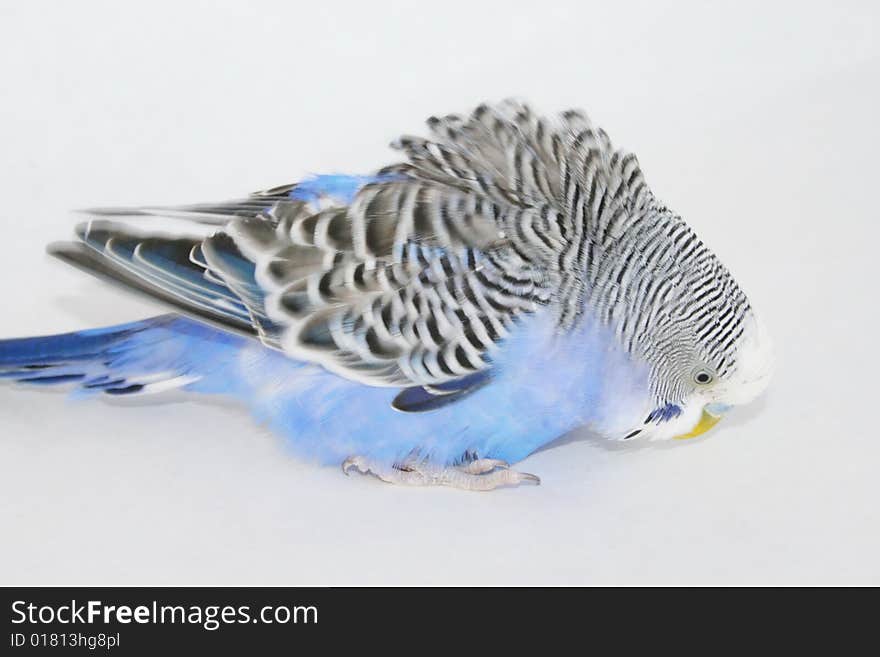 Grey-blue wavy parrot, poultry