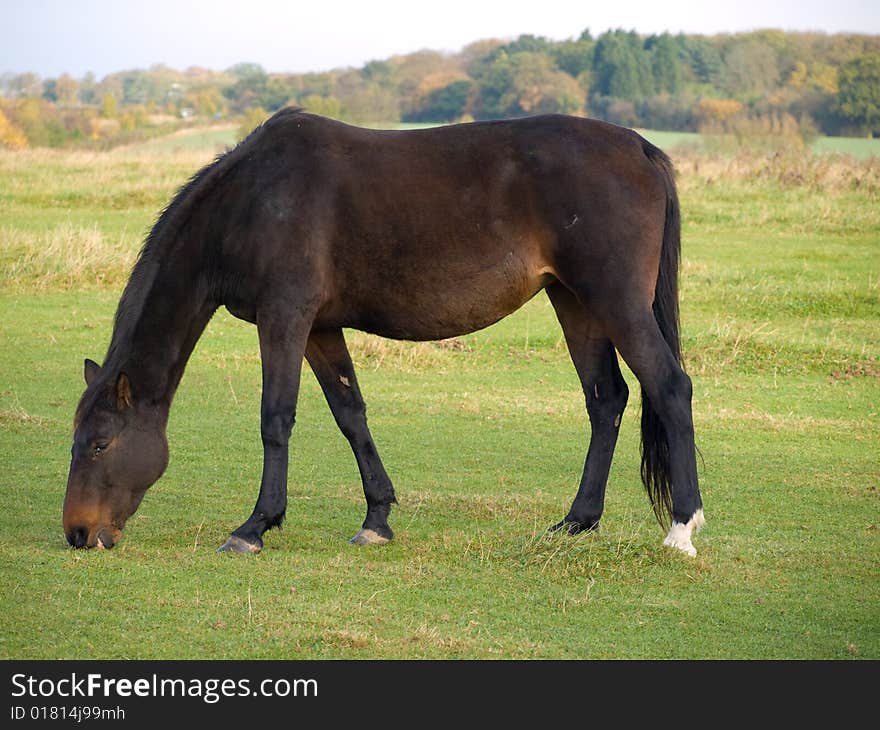 Brown and white horse walking in a field