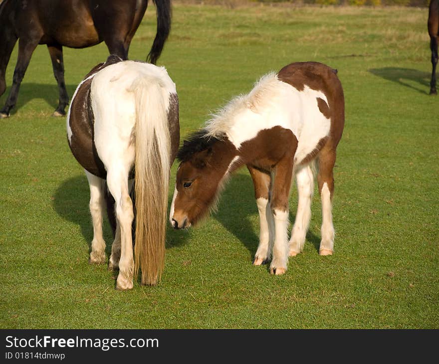 Brown and white horse walking in a field