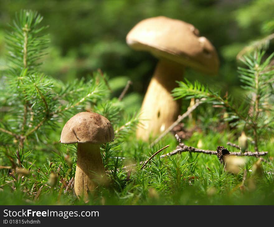 There is paradise for mushroom pickers. There is paradise for mushroom pickers