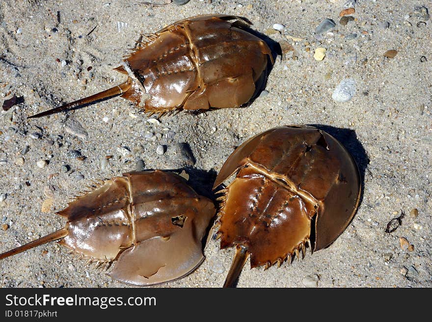 Hermit crabs on a beach at Nantucket