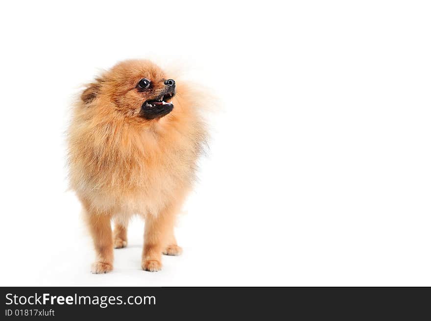 Fluffy looking up dog Spitz