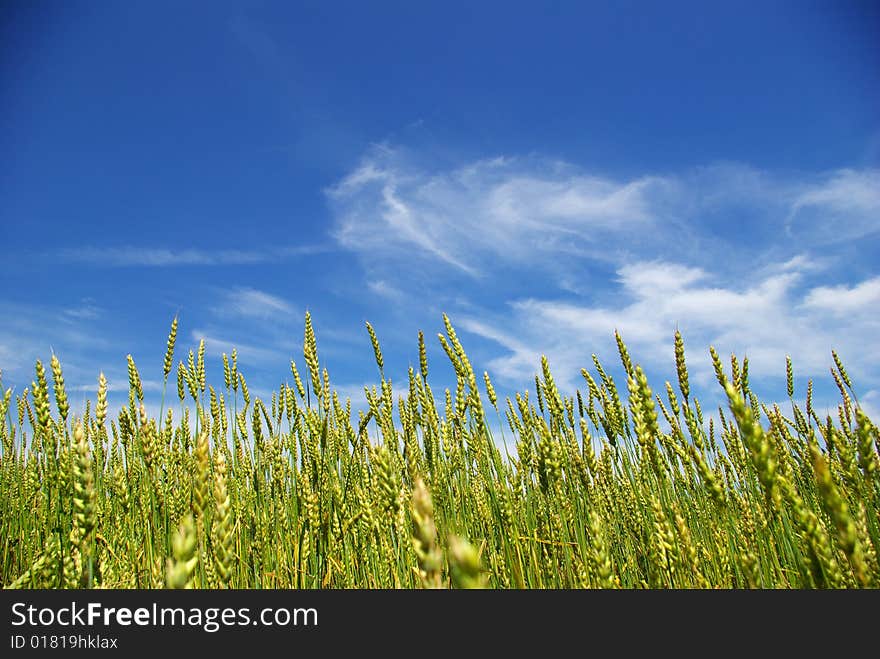 Corn with a blue sky