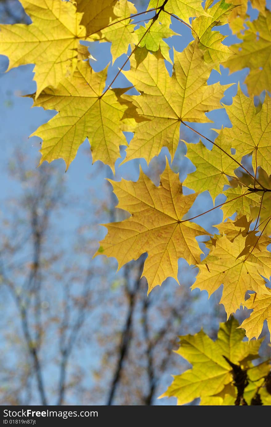 Autumn leaves background in sunny day