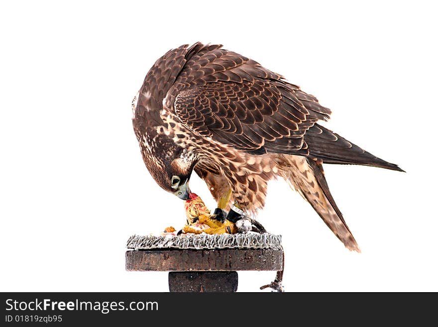 Hawk feeding on chicken isolated on white. Hawk feeding on chicken isolated on white