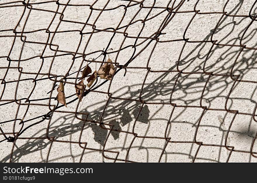 Foliage in fence fit against a background