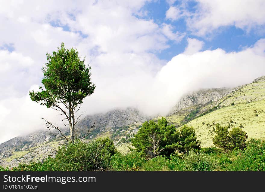 Mountain fog and single tree