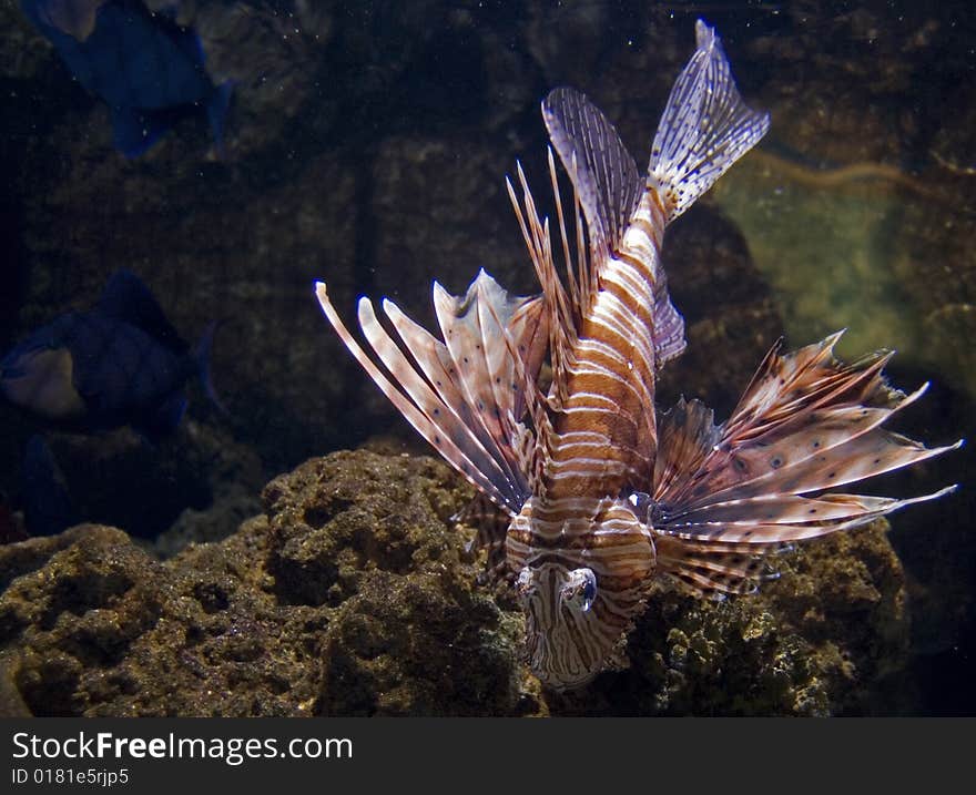 View of a dangerously Red lion-fish in London Aquarium. View of a dangerously Red lion-fish in London Aquarium.