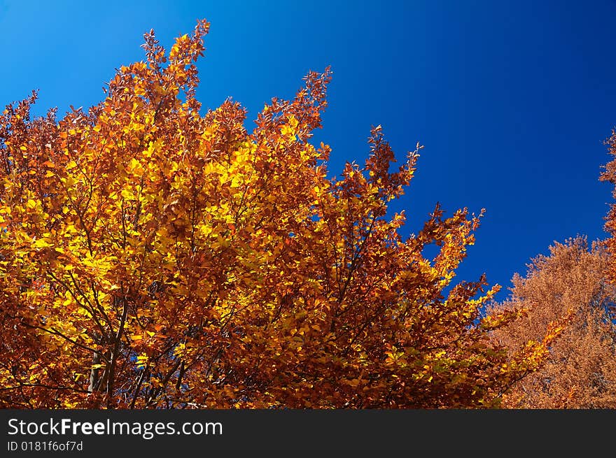 Deep orange and brown Abruzzo fall foliage in central Italy. very clear blue day. Deep orange and brown Abruzzo fall foliage in central Italy. very clear blue day