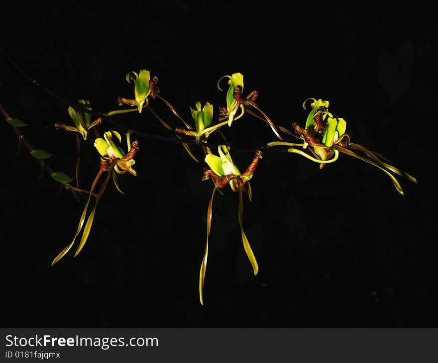 A rare spider orchid, yellow