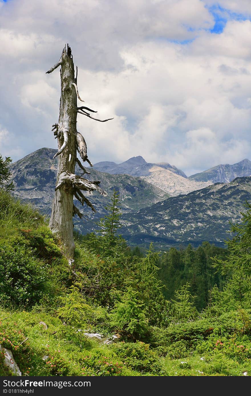 The Dry Tree in Julian Alps, Slovenia
