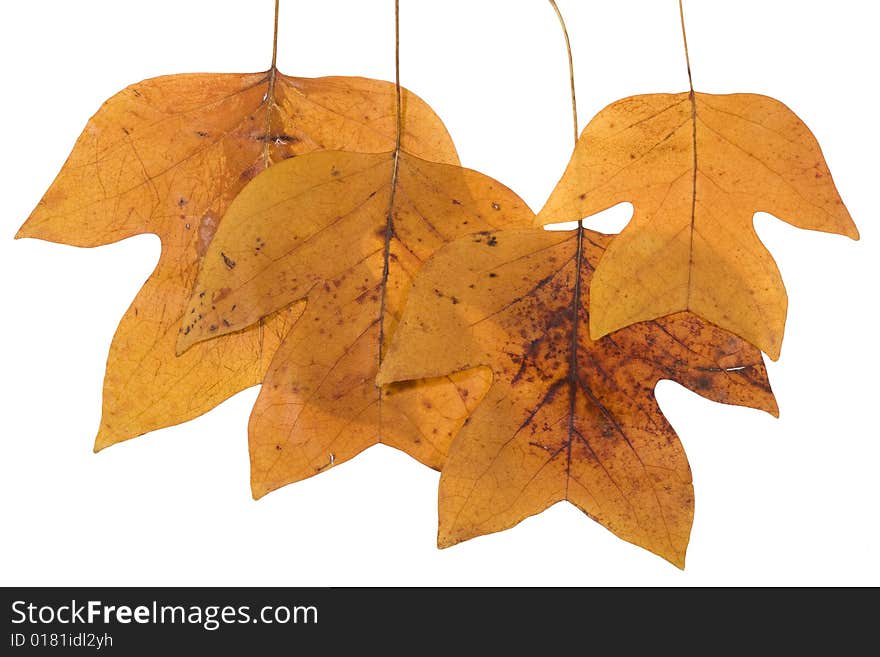 Yellow Autumn  Leafs on white
 Background