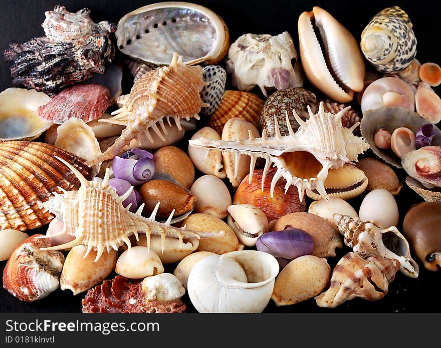 A beauteful alluvial of different Mediterranean seashells. A beauteful alluvial of different Mediterranean seashells