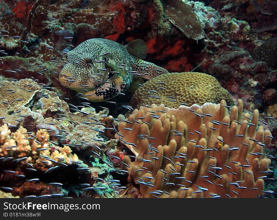 Large puffer fish on Indonesian Coral Reef