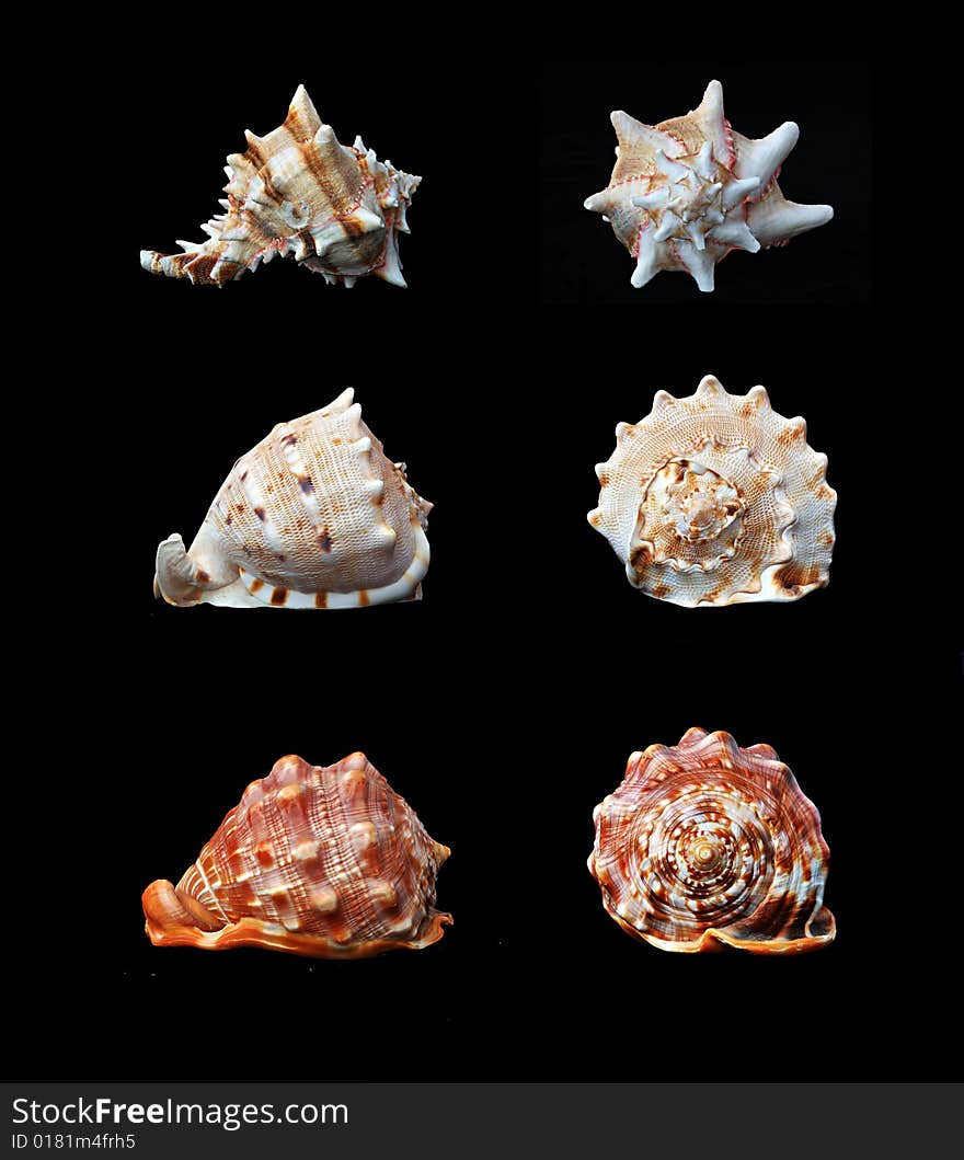 Three different seashells isolated on black background. Three different seashells isolated on black background