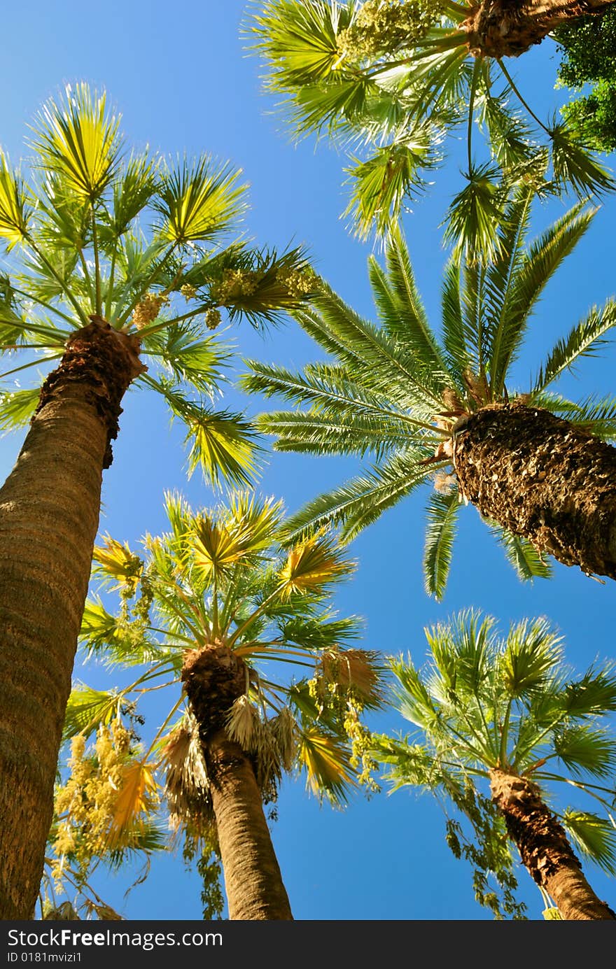 Tropical palms - view to the up