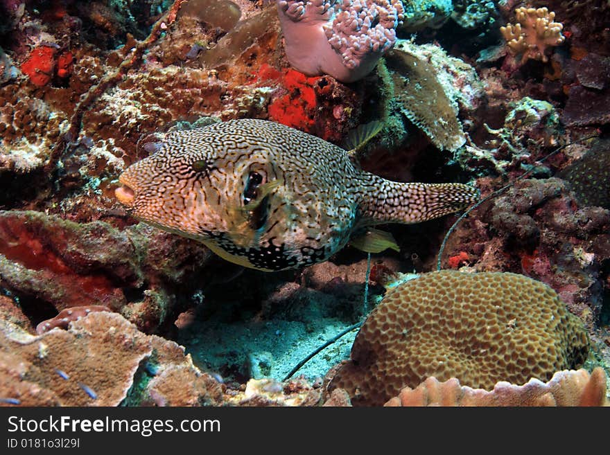 Large puffer fish on Indonesian Coral Reef