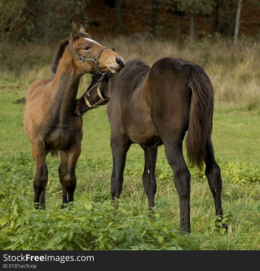 Two nice foals in close contact on the field late autumn day. Two nice foals in close contact on the field late autumn day