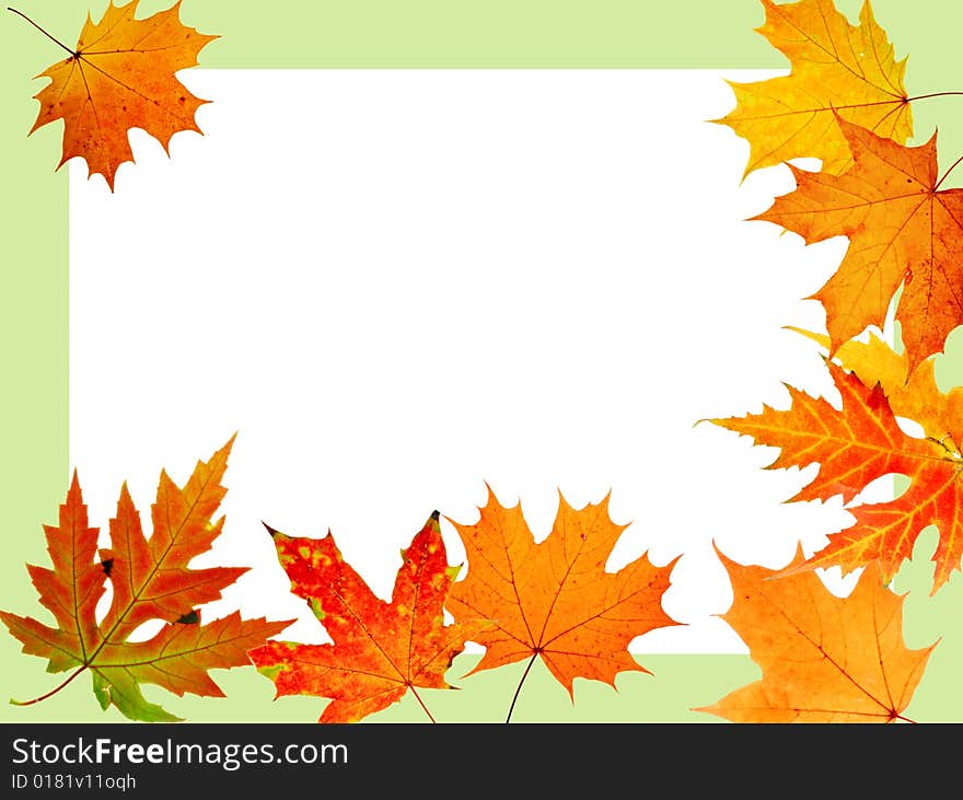 Autumn maple-leaf, scope for a postal on a white background