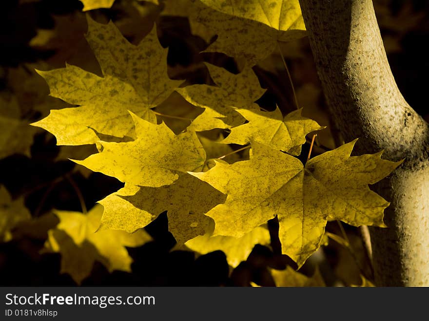 Multi-coloured autumn leaves on trees