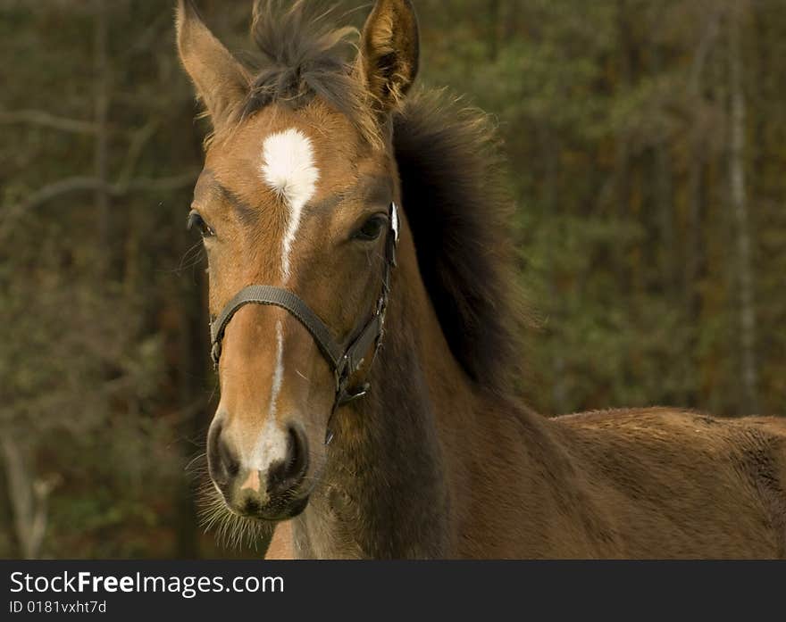 Nice young foal in the forest