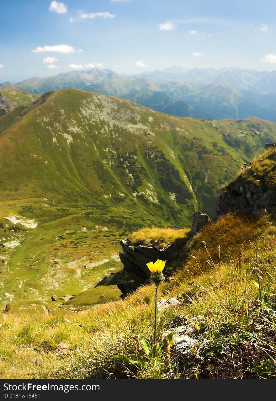 The detail of Coltsfoot with the Tatra Mountains against the background. The detail of Coltsfoot with the Tatra Mountains against the background