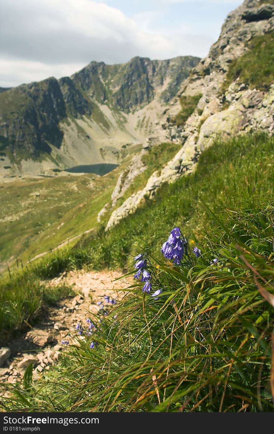 Flowers With The Mountains