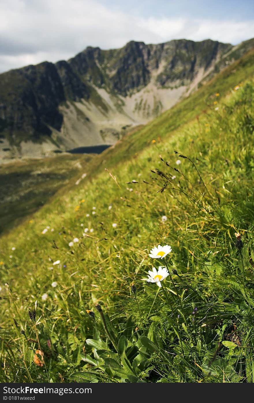 Two Daisies with the Mountains against Backgroud, Tatra Mountains, Slovenia. Two Daisies with the Mountains against Backgroud, Tatra Mountains, Slovenia