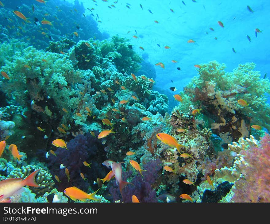 Coral scene in the red sea