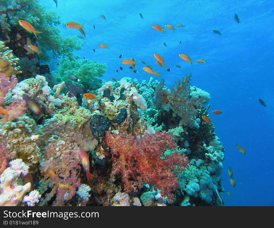 Coral scene in the red sea