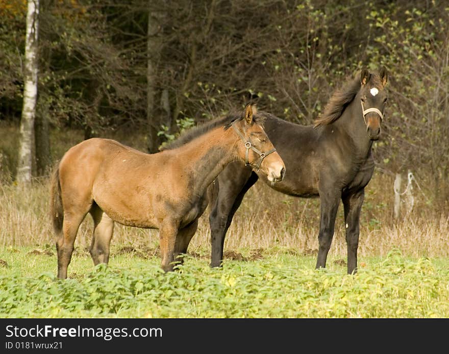 Two foals on the field nice autumn day