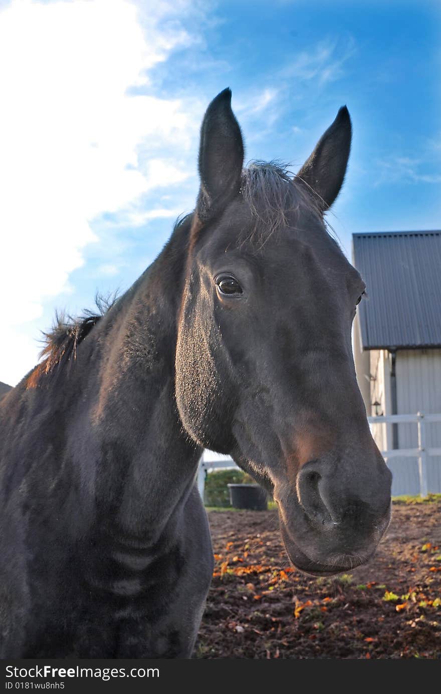 Beautiful horse close up as background