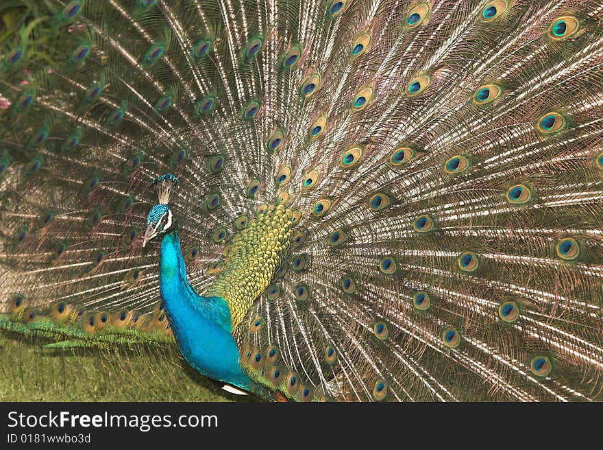 Peacock