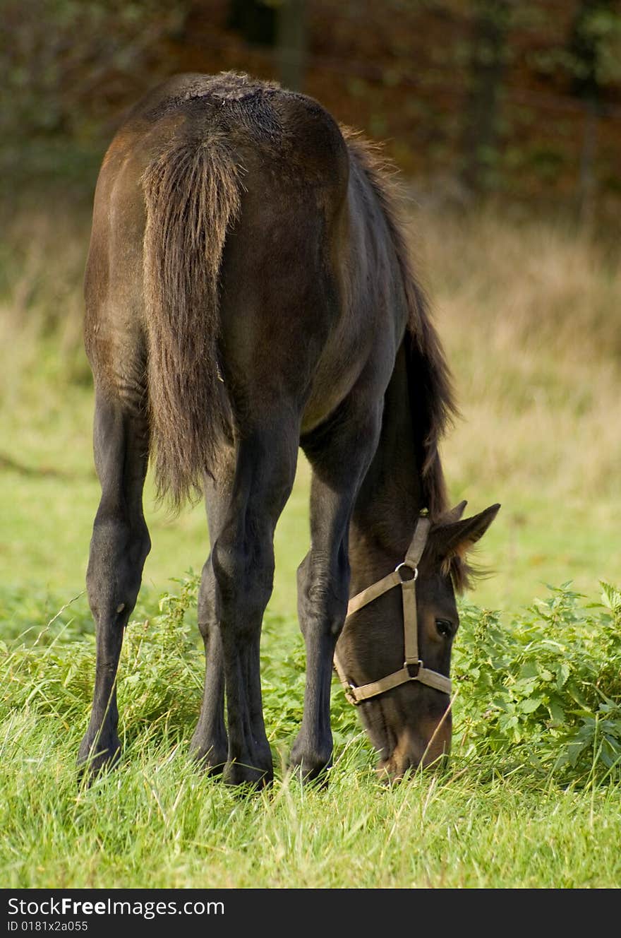 Nice dark foal eating grass on the field