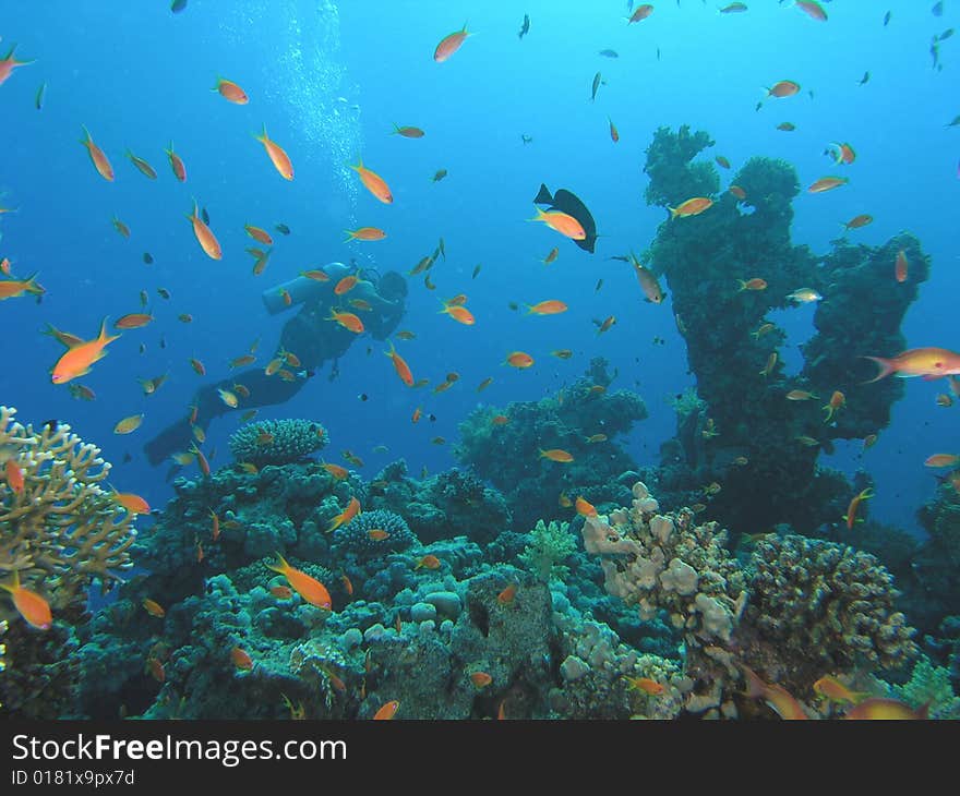 Coral scene in the red sea