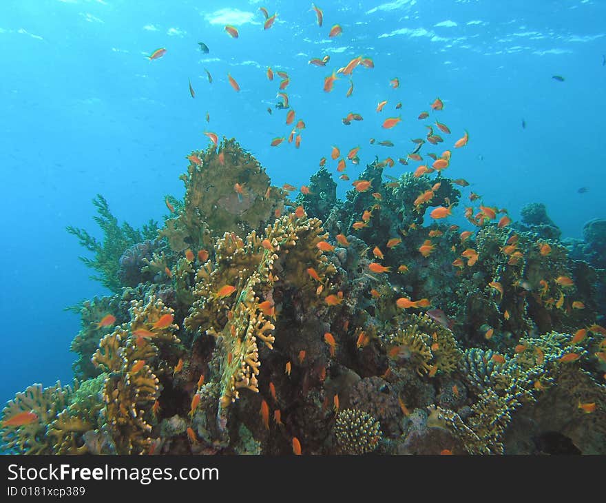 Coral scene in the red sea