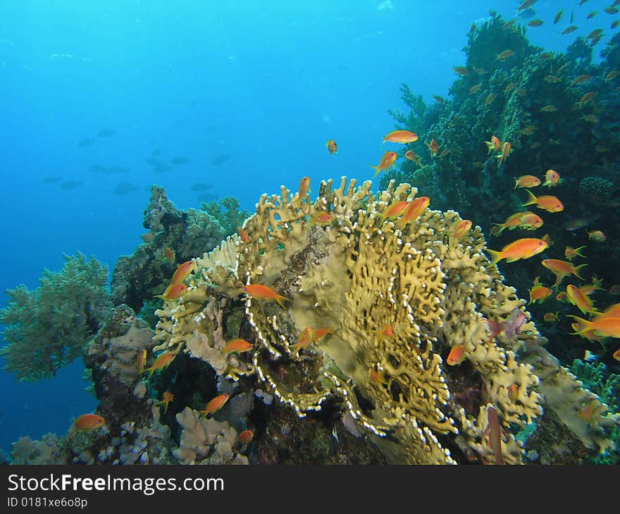 Coral scene in the red sea