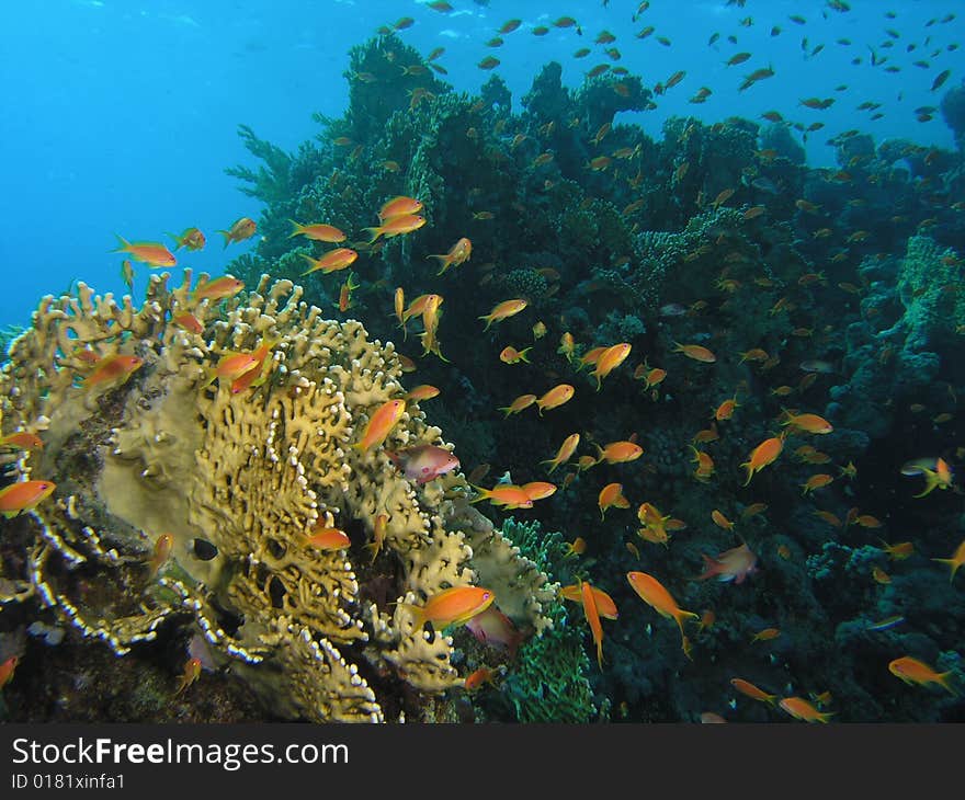 Coral scene in the red sea