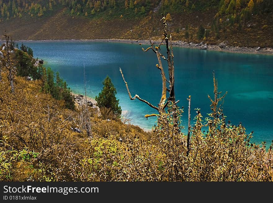 Beautiful lakes in the lake there is dense bush. Beautiful lakes in the lake there is dense bush