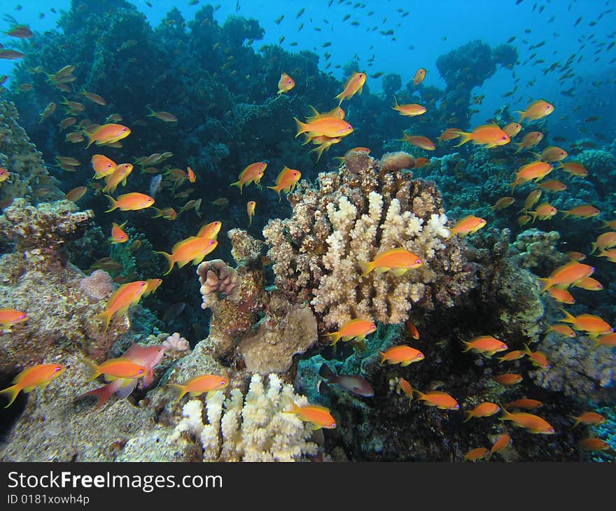 Coral scene in the red sea