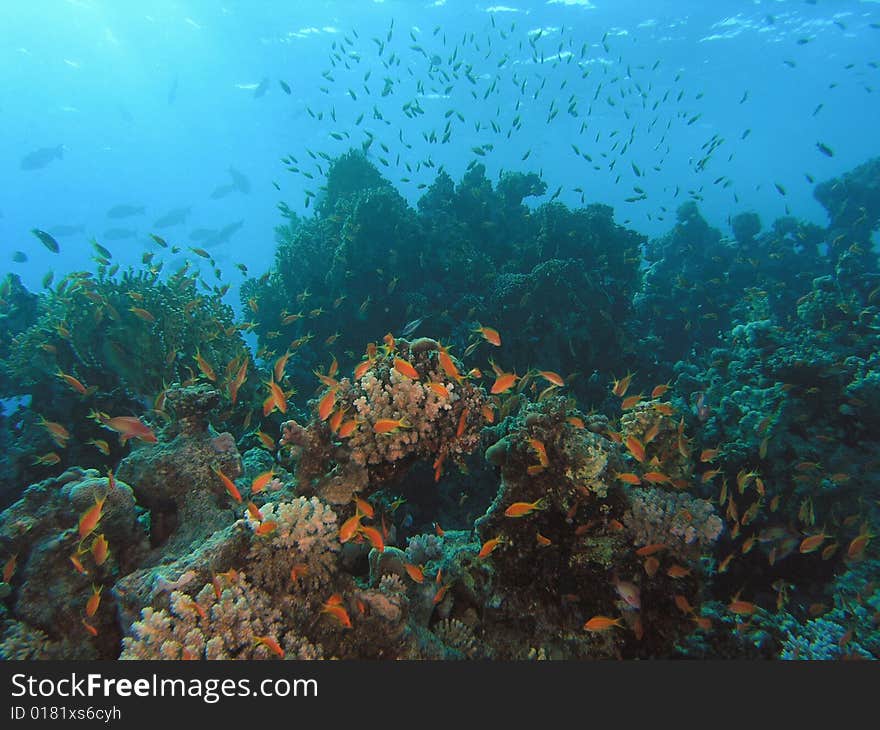 Coral scene in the red sea