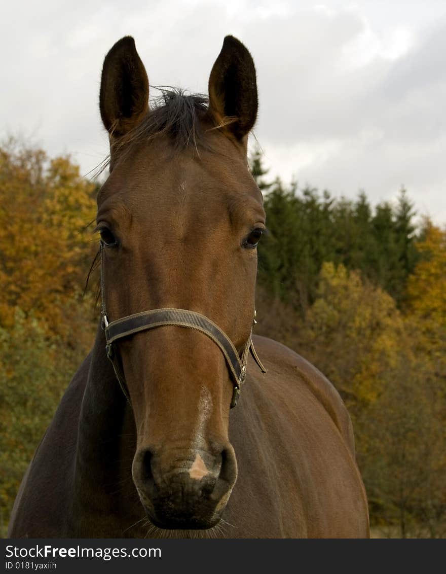 Nice horse in the forest late autumn