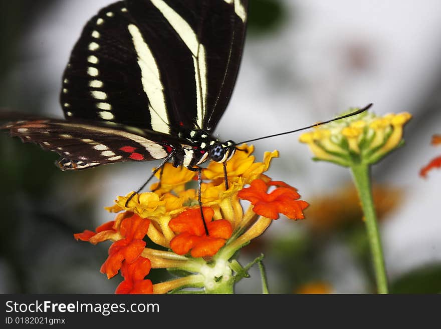 Zebra longwing (Heliconius charitonius) feeding on flowers in the garden