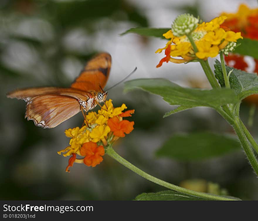 Julia (Dryas Julia)