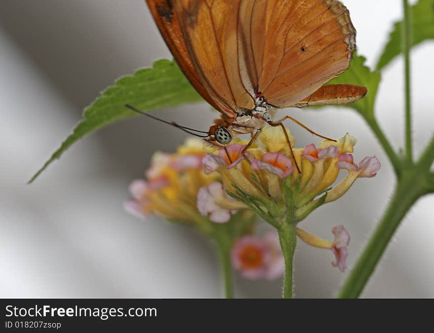 Julia (Dryas Julia)