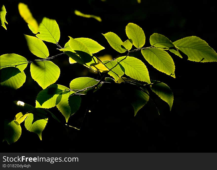 Multi-coloured autumn leaves on trees