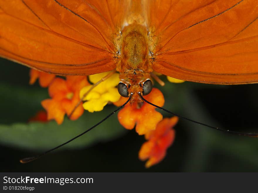 Julia (Dryas Julia)