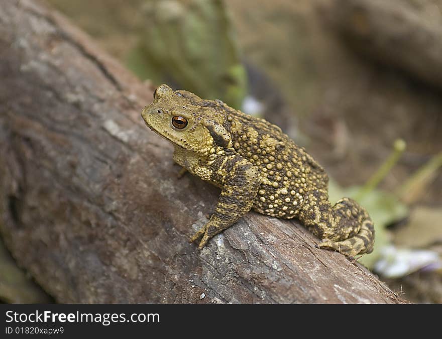 Hoptoad climbing the tree.Close up shot.