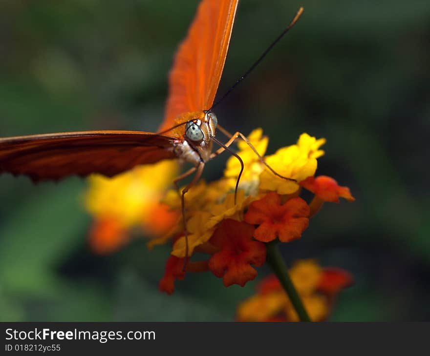 Julia (Dryas Julia)