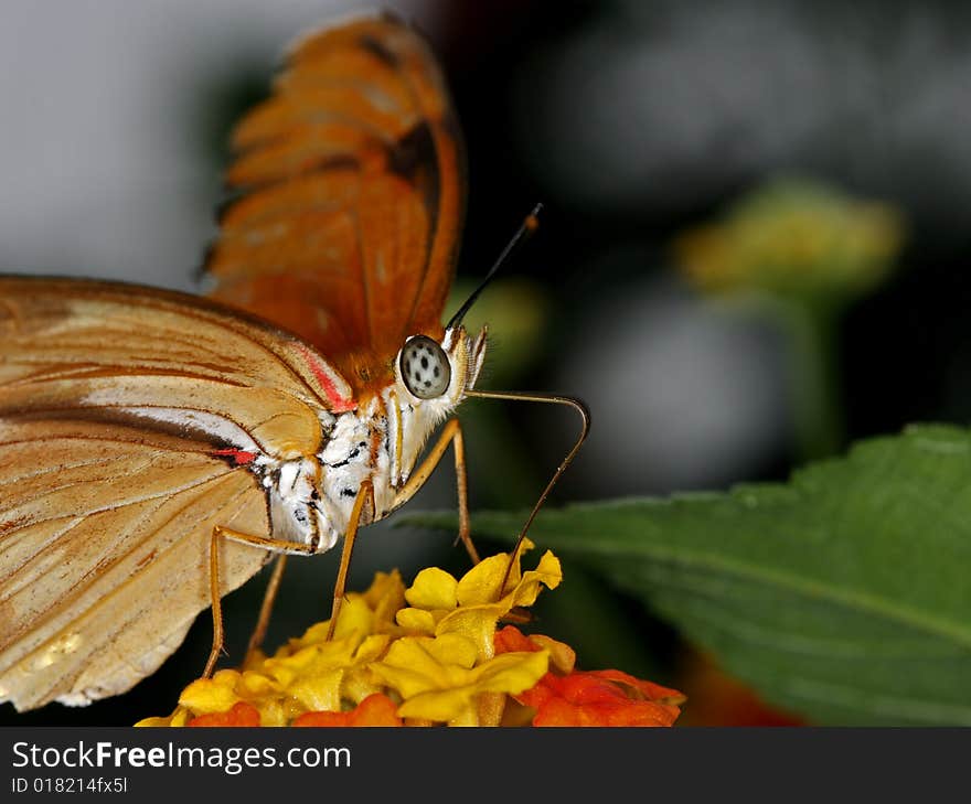 Julia (Dryas Julia)